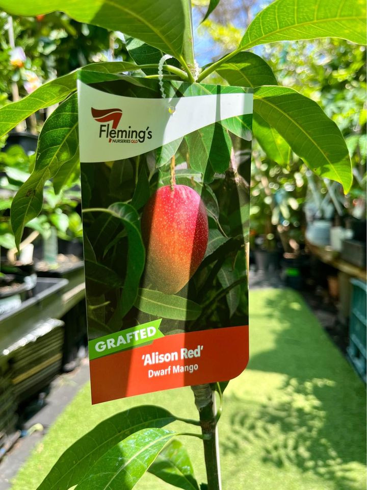 Top Tips for Thriving Alison Red Mango Trees in Sydney Homes